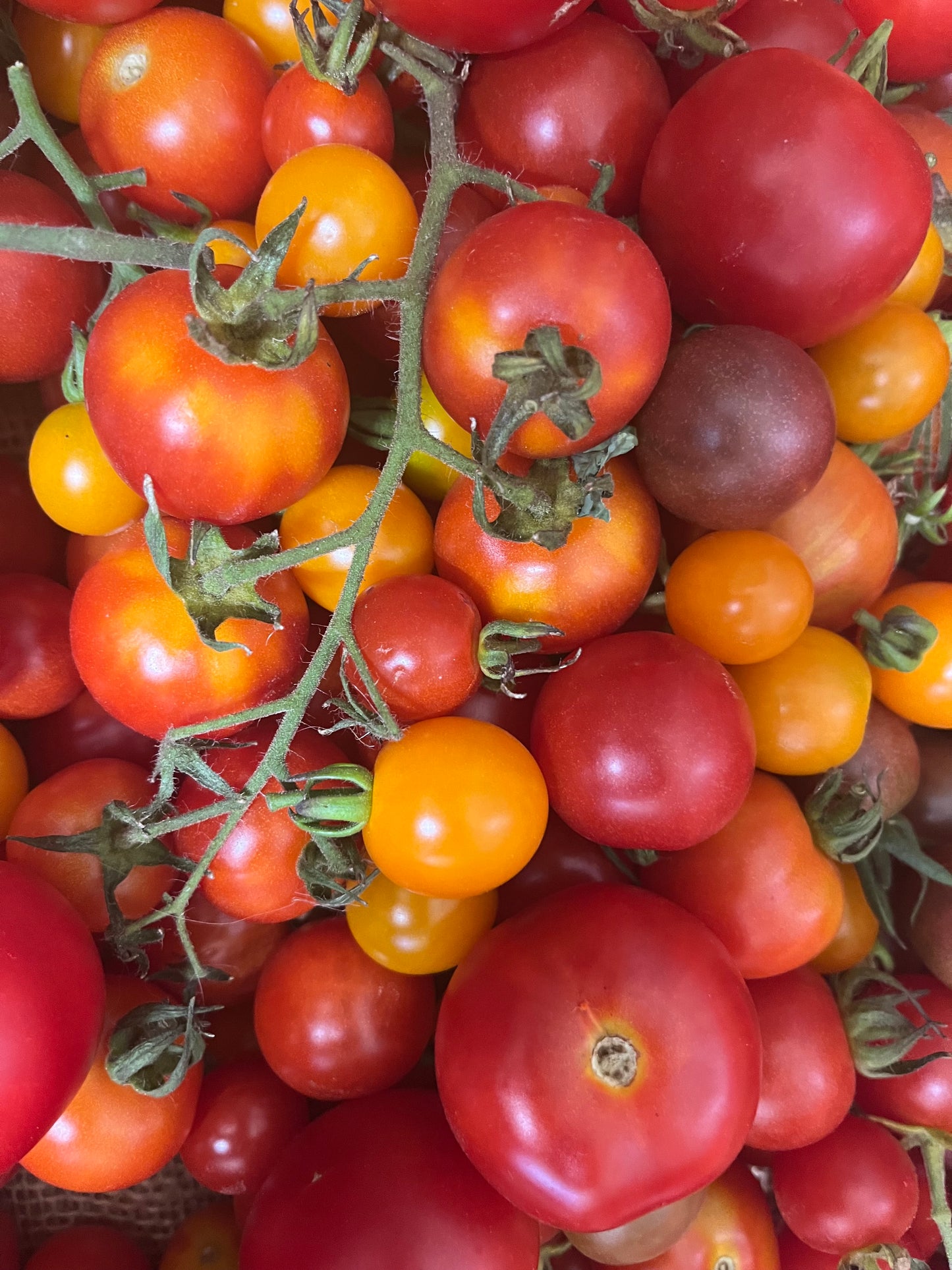 Organic Cherry Tomatoes