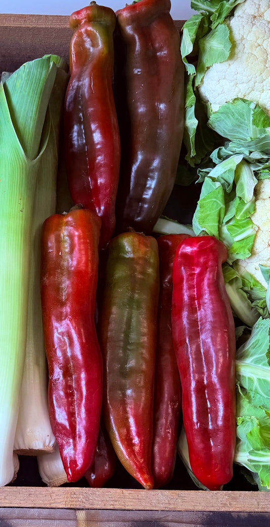 Organic Romano Peppers
