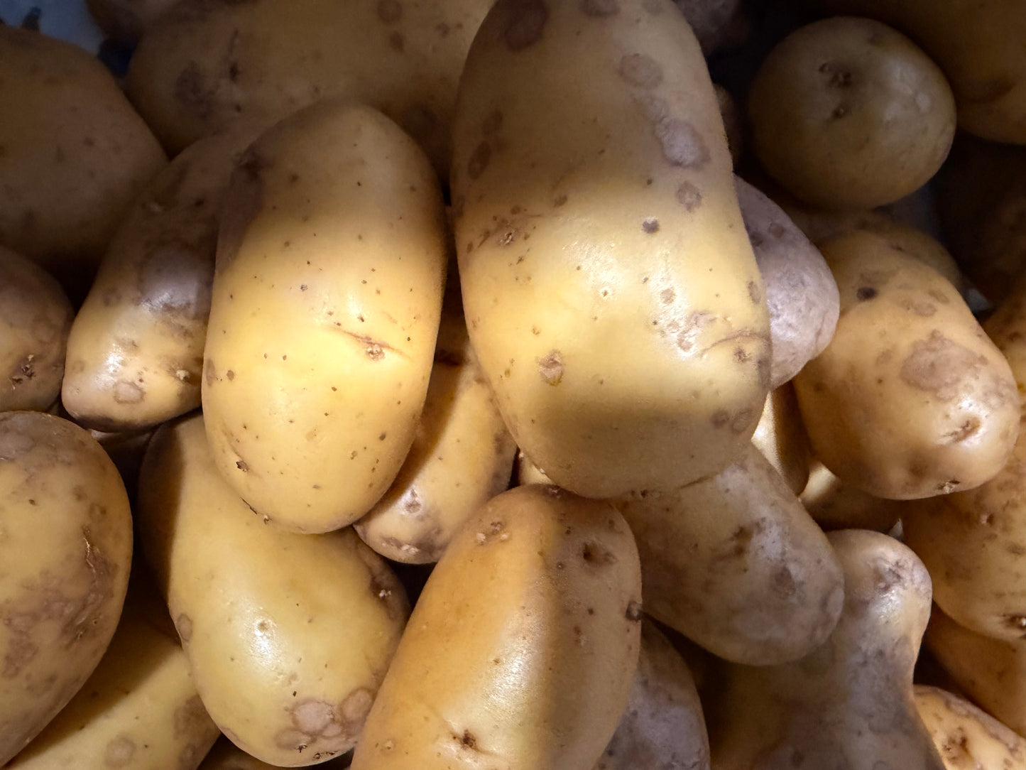 Organic Salad Potatoes