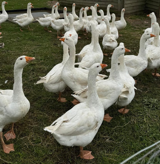Easter Goose