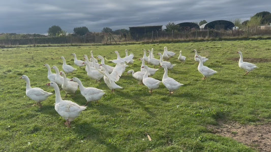 Organic Christmas Goose