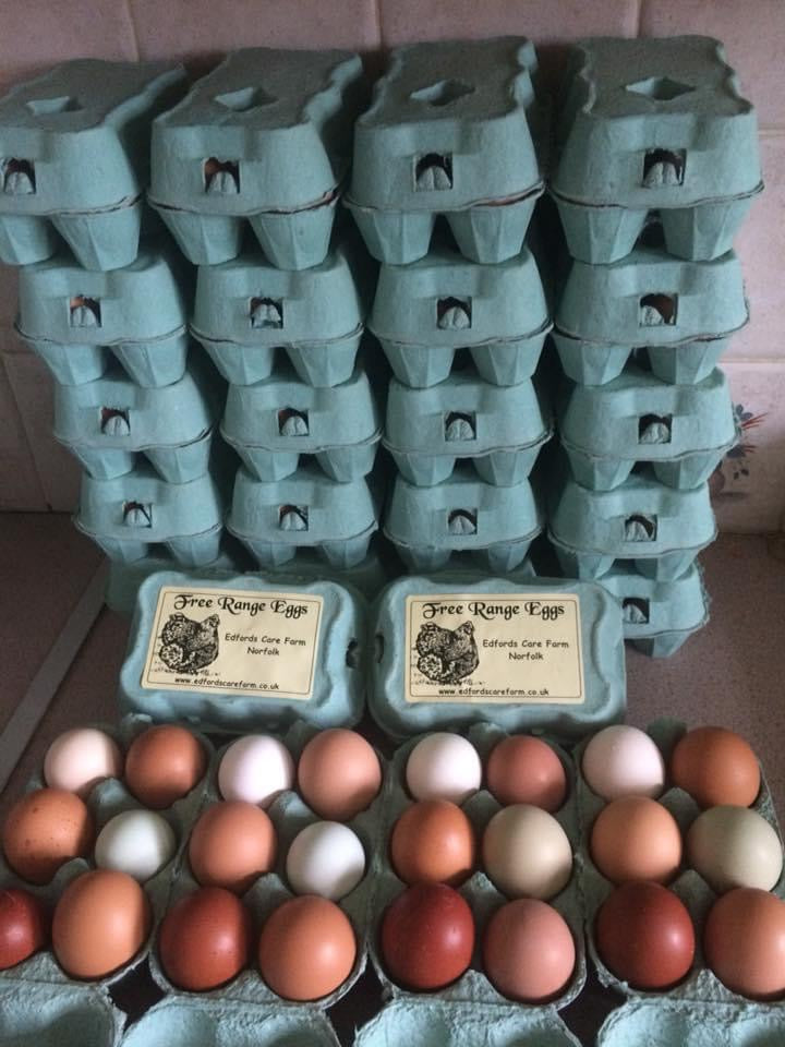 Organic Eggs x 6