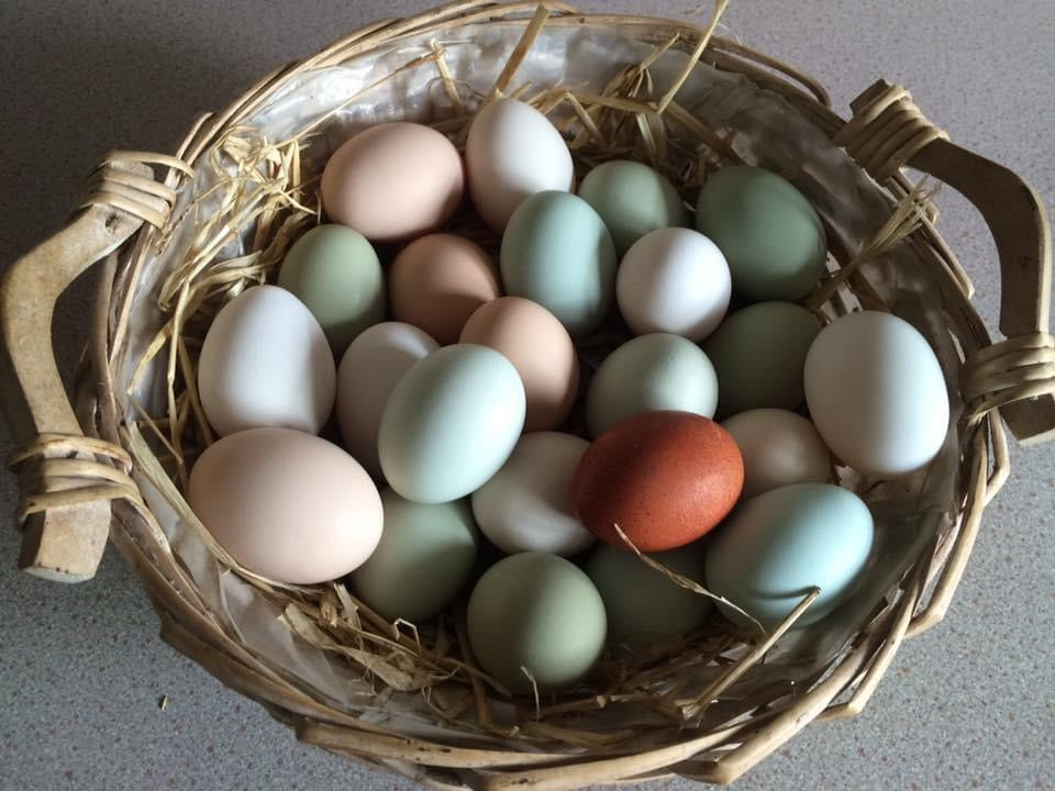 Organic Eggs x 6